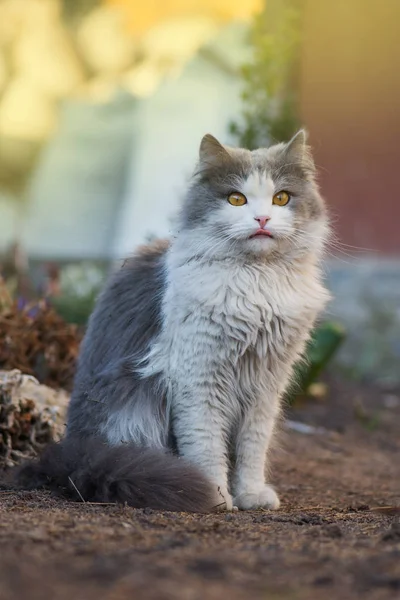 Um gato no jardim a lamber-lhe a cara. Gato jovem na grama — Fotografia de Stock