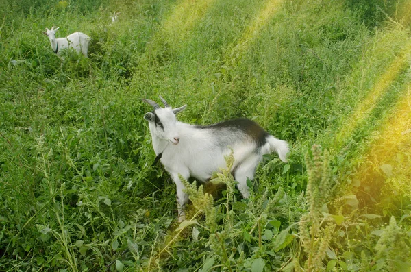 Chèvre blanche assise dans de l'herbe haute. Pâturage des chèvres dans la cour . — Photo