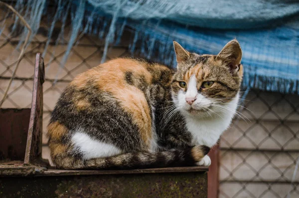 Gata hemlösa katt. Hemlösa herrelösa katt på den rustika gatan — Stockfoto