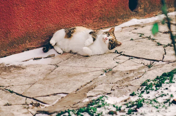 Utcai macska a napsütéses napon. Hajléktalan macska a város utcán. — Stock Fotó