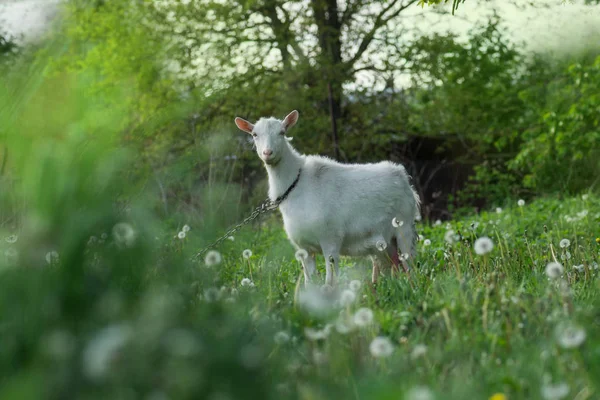 Белая коза идет через двор в солнечный день . — стоковое фото