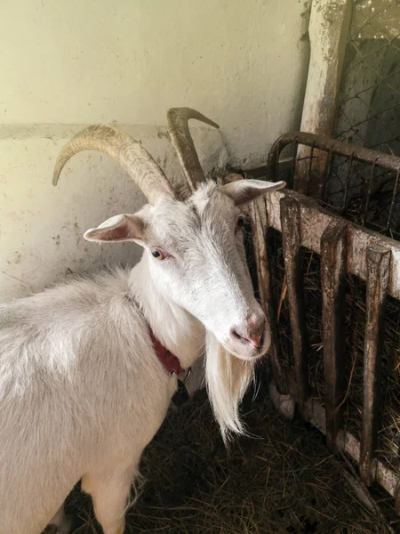 Domestic  goat in the barn