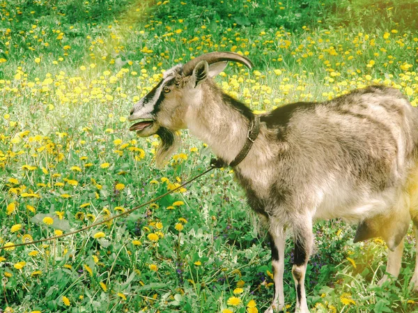 Chèvre brune marchant sur la prairie. Chèvre marron drôle sur le champ de pissenlit — Photo