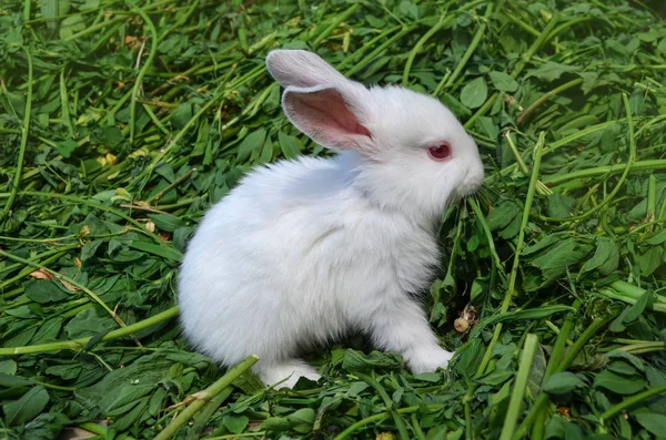 Baby white rabbit in meadow