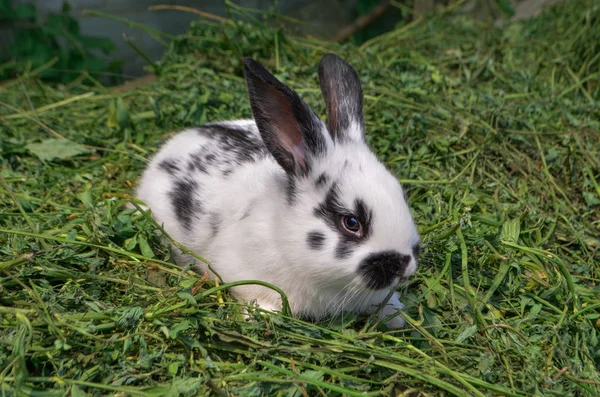 White and black little rabbit — Stock Photo, Image