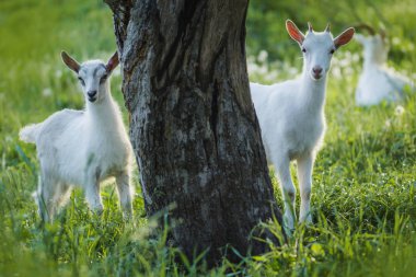 Yavru keçi çocuk yaz çimlerinde duruyor. Genç keçiler çayırda otluyor.