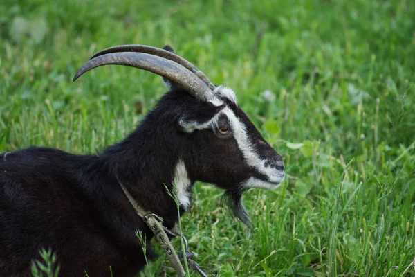 Head of funny black goat. Dark goat on green meadow