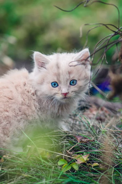 Gattino di cinque settimane si siede nel giardino del prato verde. Gatto che posa in natura . — Foto Stock