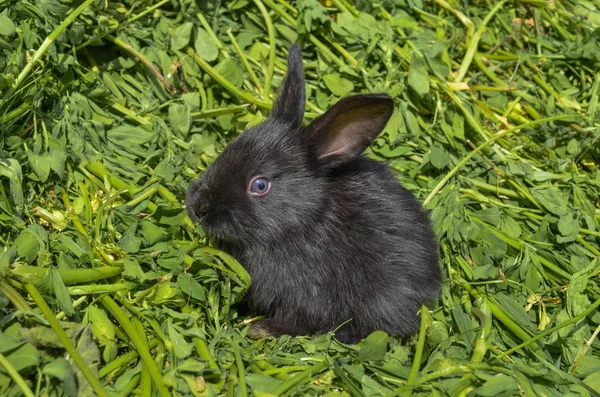 Black rabbit close up. — Stock Photo, Image