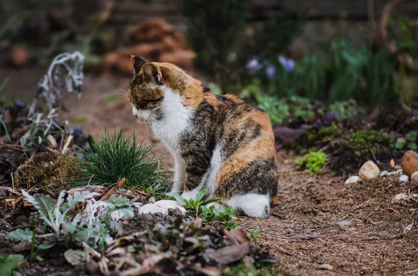 Kat in de tuin in groen gras — Stockfoto