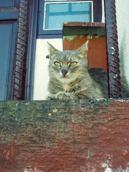 Porträtt av en katt på gården — Stockfoto