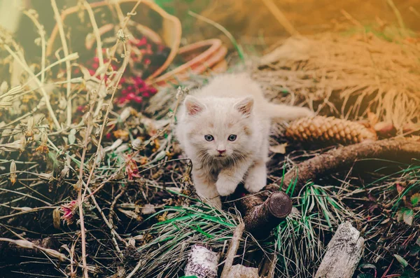 Kitten in de tuin in groen gras — Stockfoto