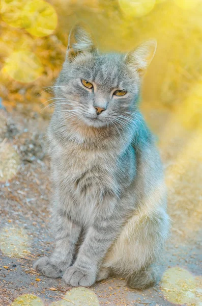 Aldeia gato descansando. Gato de aldeia adulto na fazenda. Belo gato no chão — Fotografia de Stock