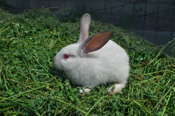 Conejo blanco esponjoso — Foto de Stock