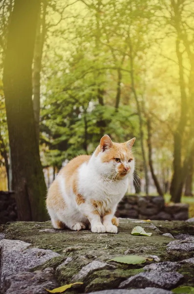 Street Cat i den soliga dagen. Hemlösa katt sitter utomhus på dagtid — Stockfoto