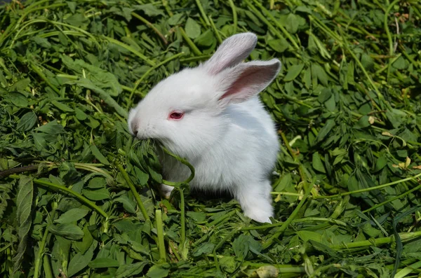 Conejo blanco sentado sobre hierba verde — Foto de Stock
