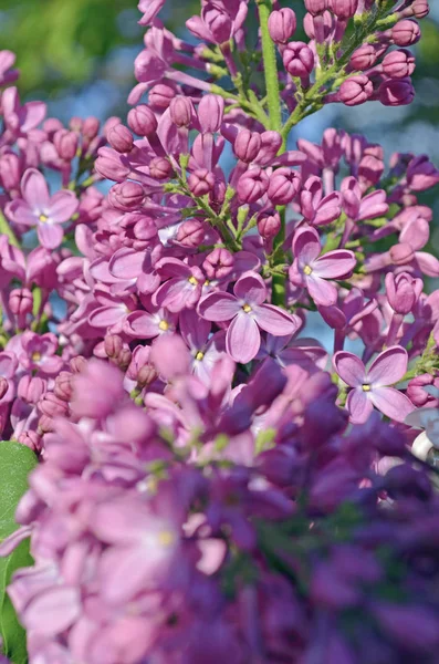 Purple beautiful lilac flowers in nature