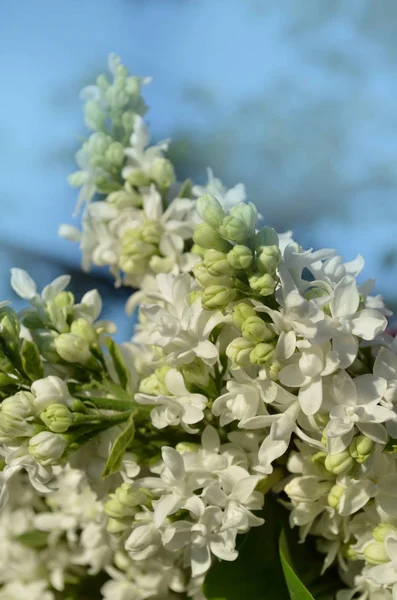 White beautiful lilac flowers in nature