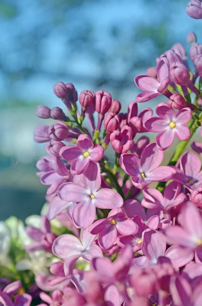 Primavera lila violeta flores —  Fotos de Stock