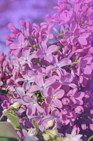 Purpurowe piękne kwiaty bzu w przyrodzie — Zdjęcie stockowe