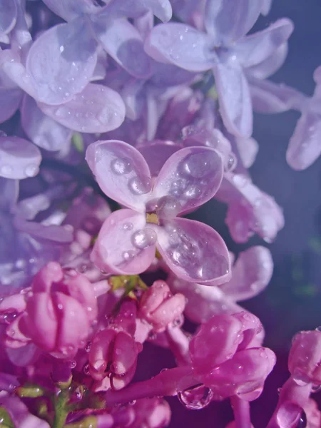 Purple beautiful lilac flowers in nature — Stock Photo, Image