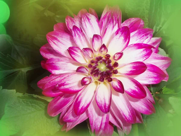 Close up purple dahlia flower — Stock Photo, Image