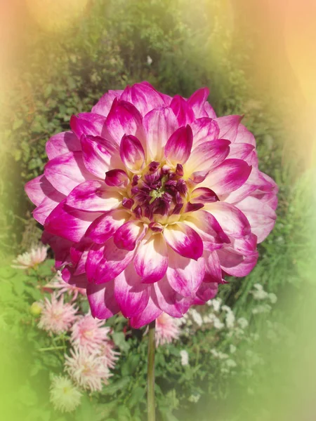 Close up purple dahlia flower — Stock Photo, Image