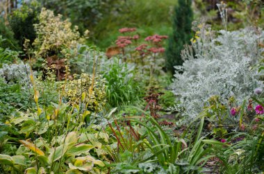 Sonbahar bahçesi arka planında çiçekler. Çok renkli bir sonbahar baharı çimenlikte çiçek açtı. Güneşli sonbahar parkı arka planında çiçekler.