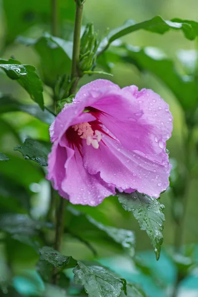 Hibiscus Rose Sinensis Hibiscus Bloem Een Groene Achtergrond Chinese Hibiscus — Stockfoto