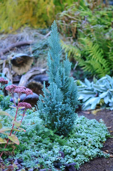 Blühende Sträucher Und Blumen Einem Üppigen Frostgarten Blumen Mit Frost — Stockfoto