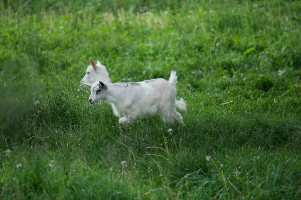 Goat kids  playing together. Cute goat grazing on grass. Little kid goats. White goats in a field