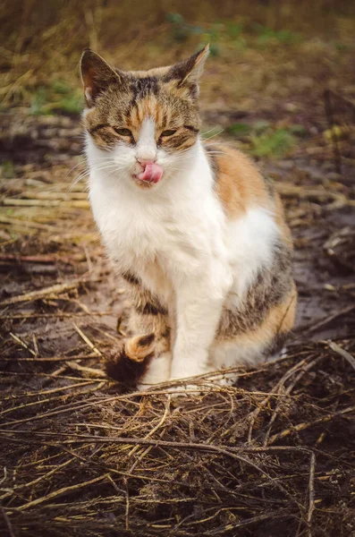 Kočka Vystrčeným Jazykem Kočka Farmě Olizuje Obličej Mladá Kočka Statku — Stock fotografie