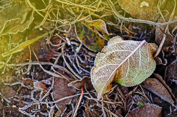 Feuilles Érable Jaune Fond Automne Laisse Texture Automne Automne Fond — Photo