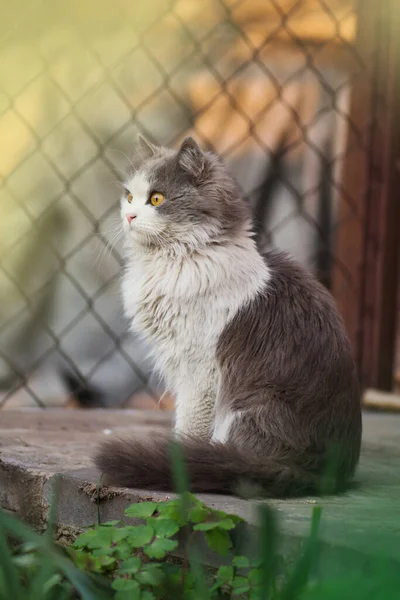 Pisica Natură Pisica Odihnește Iarbă Vara Portret Frumos Pisică Ochi — Fotografie, imagine de stoc