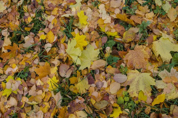 Φθινόπωρο Αφήνει Φόντο Φθινόπωρο Πολύχρωμα Φύλλα Πέφτουν Φθινοπωρινά Φύλλα Σφενδάμου — Φωτογραφία Αρχείου