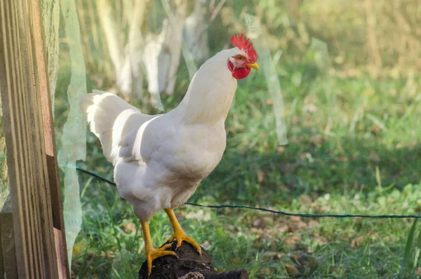 生物农场里的鸡免费放养的鸡Hen在绿草上 — 图库照片