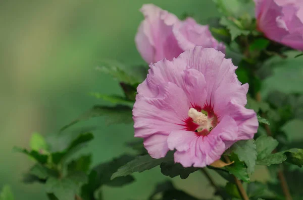 Hibiscus rose sinensis. Hibiscus flower on a green background. Chinese hibiscus or hawaiian hibiscus