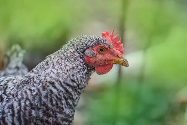 Frango Motley Paisagem Agrícola Galinha Natureza Galinha Pockmarked Quintal Fazenda — Fotografia de Stock