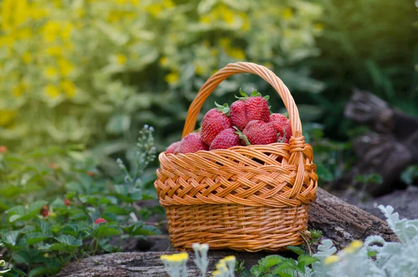 Strawberries Basket Field Harvesting Strawberries — Stock Photo, Image