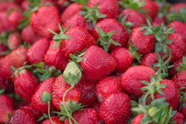 Kırmızı taze çilek dokuları. Bir grup kırmızı çilek. Taze toplanmış kırmızı çileklerin arka planı