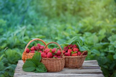 Güneşli bir günde bahçede taze kırmızı çilek toplamak. Kırsal kesimde bahçıvanlık. Böğürtlen bahçesinde taze toplanmış çilek sepeti
