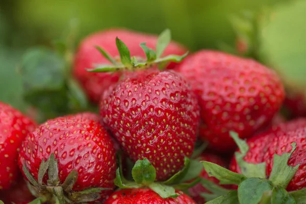 Red fresh strawberries textures. Fresh organic berries. Group of strawberry. Fresh ripe perfect strawberry