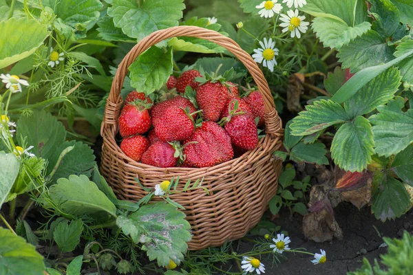 Strawberries Healthy Berries Sunny Day Fresh Berries Healthy Food Basket — Stock Photo, Image