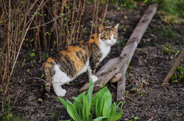 Katt Gräset Katt Liggande Ett Gräsfält Trädgård — Stockfoto