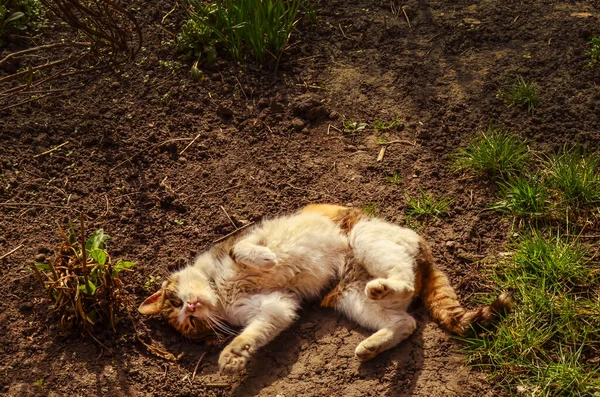 Кіт Траві Кіт Лежить Трав Яному Полі Городі — стокове фото