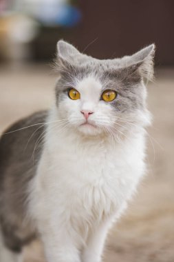 Gri kedi yavrusunun portresi. Gri güzel kedinin portresi ilgiyle bakıyor
