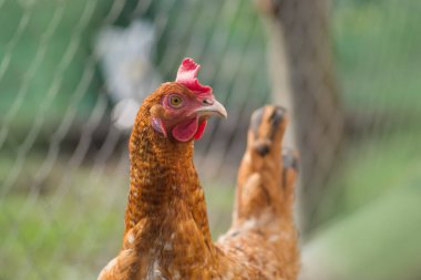 Genç kahverengi tavuk. Genç kahverengi tavuk. Serbest çiftçilik. Kahverengi tavuk kafasının yakın çekimi.