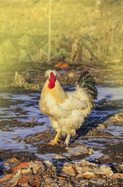 Frango Fazenda Inverno Galinhas Grupo Galo Estão Andando Dia Inverno — Fotografia de Stock