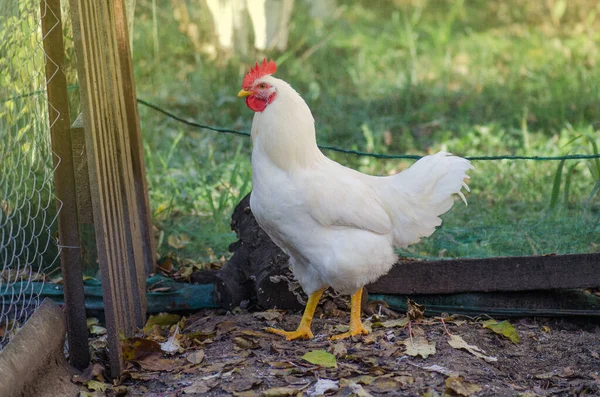 白色的母鸡在田里散步 传统自由放养农场的鸡 — 图库照片