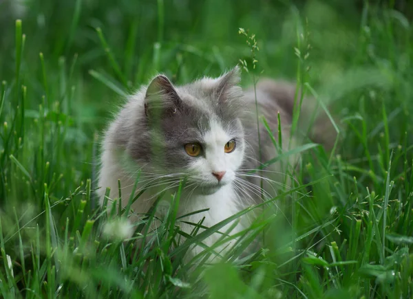 Gatto Giardino Gatto Giardino Sull Erba Bellissimo Gatto Seduto Campo — Foto Stock